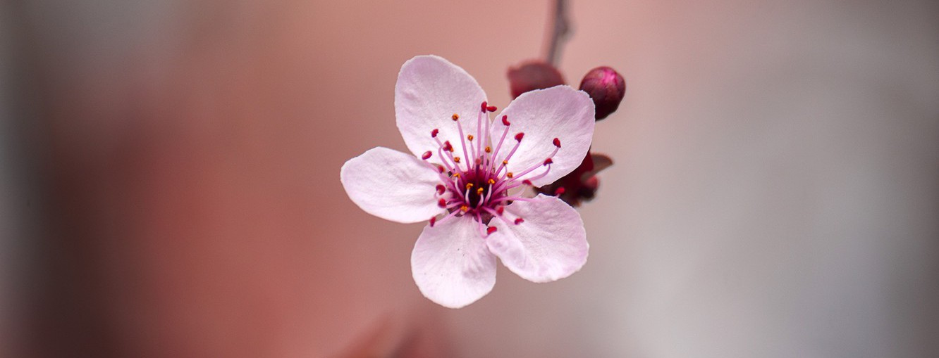 В Киеве расцветает сакура. Фото