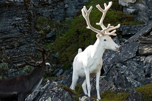 Американцу посчастливилось заснять на видео уникального оленя
