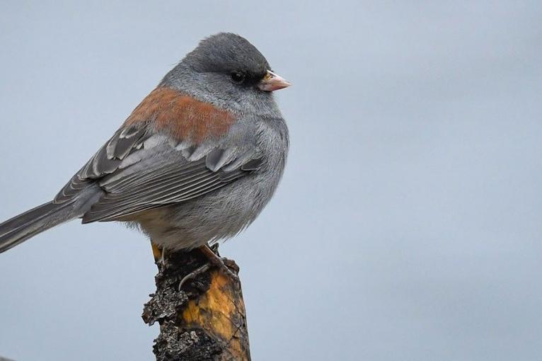 Пение птиц впервые в истории музыки попало в британский чарт