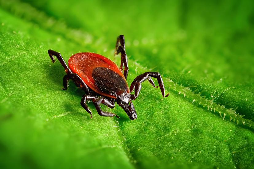Киевлян просят воздержаться от прогулок в трех столичных парках