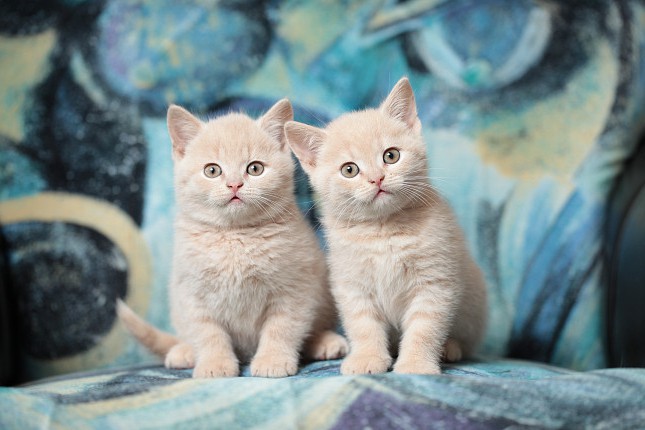 В Центре Кототерапии можно будет 