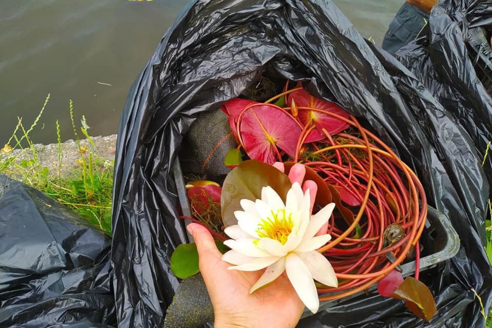 На озере Тельбин высадили лилии. Фото