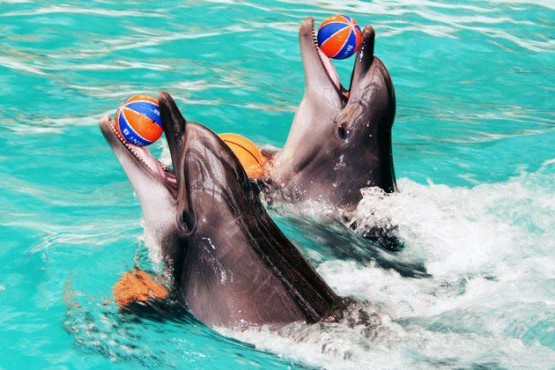 В Киеве построят новый дельфинарий с гостиницей