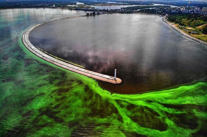 В Киевском водохранилище позеленела вода. Фото