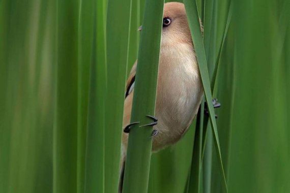 Снимок киевского фотографа вошел в топ National Geographic