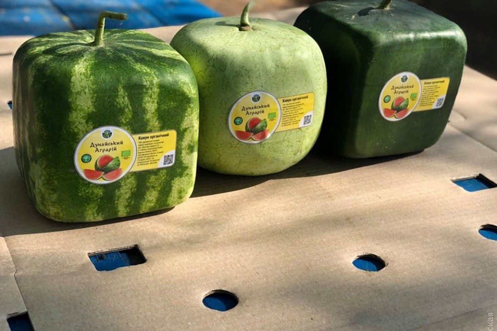 В Украине начали выращивать квадратные арбузы. Фото