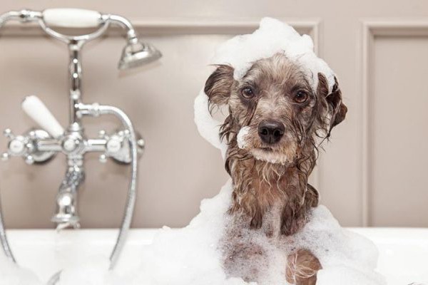 В столичном жилом доме сделали душевую кабинку для животных. Фото