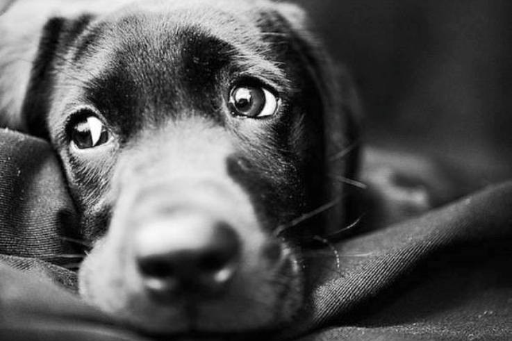 В Киеве построят центр для бездомных животных на 700 мест