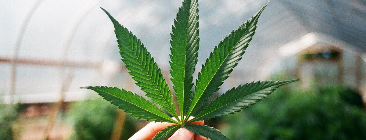 Люксембург станет первой европейской страной, которая узаконит коноплю