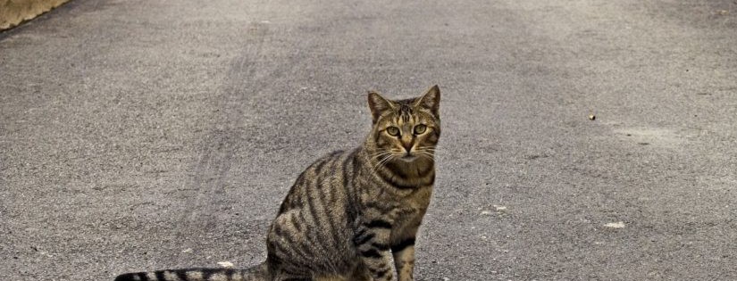 В Киеве кот стал причиной перекрытия Окружной дороги