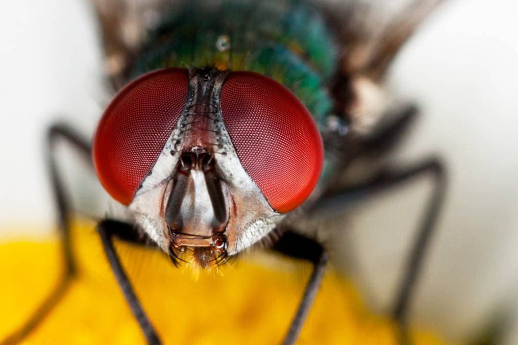 На многострадальном мосту над Владимирской горкой завелись мухи. Видео