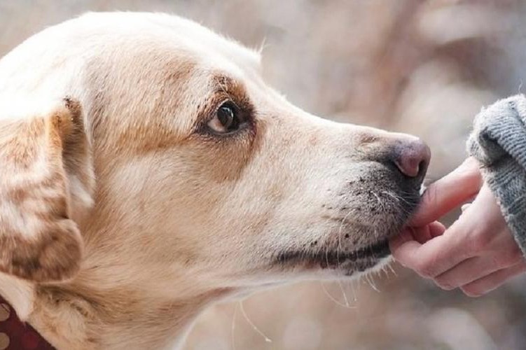 По всей Украине проведут марш за права животных