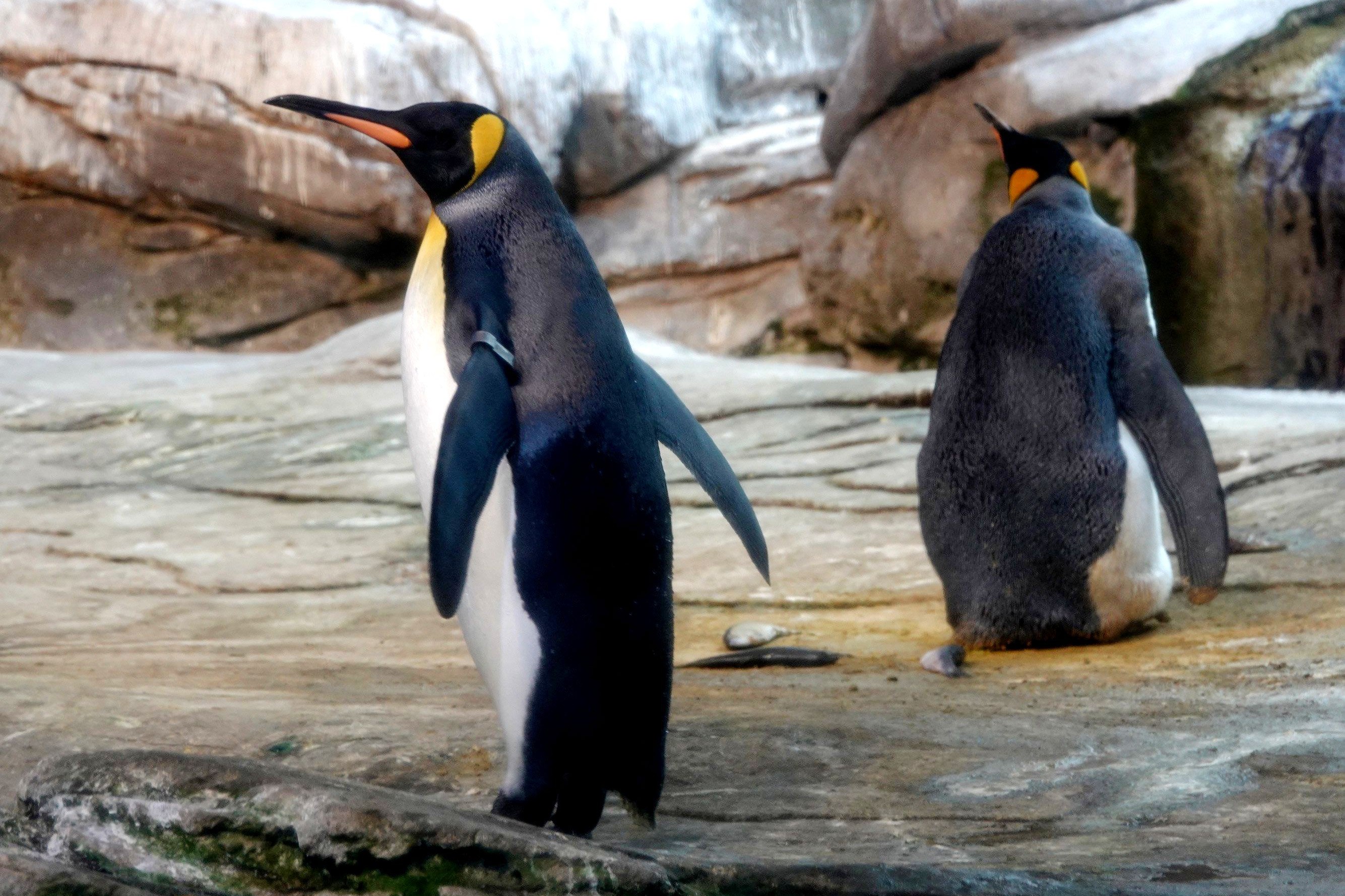 В Берлине однополая пара пингвинов готовится стать родителями