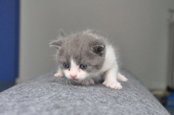 В Китае впервые смогли успешно клонировать кота