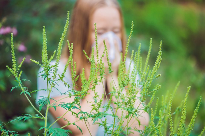 В Украине создали онлайн-карту мест, где растет амброзия