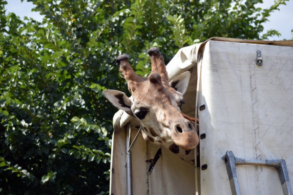 В одном из украинских зоопарков появился уникальный жираф – ФОТО, ВИДЕО