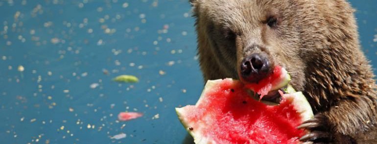 В столичном зоопарке скормят тонну арбузов животным