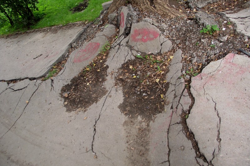 В Украине начнут решать проблему деформации асфальта корнями деревьев
