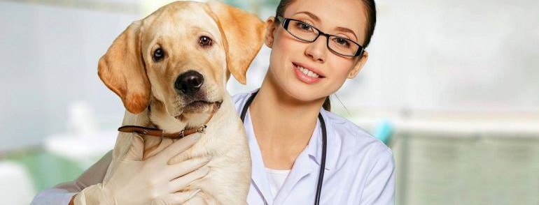 В Украине можно получить круглосуточную онлайн помощь для животных