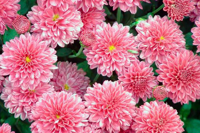 На Певческом поле состоится большой фестиваль хризантем