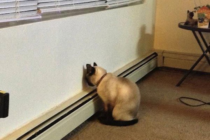 Ученые выяснили, плевать ли кошкам на своих хозяев