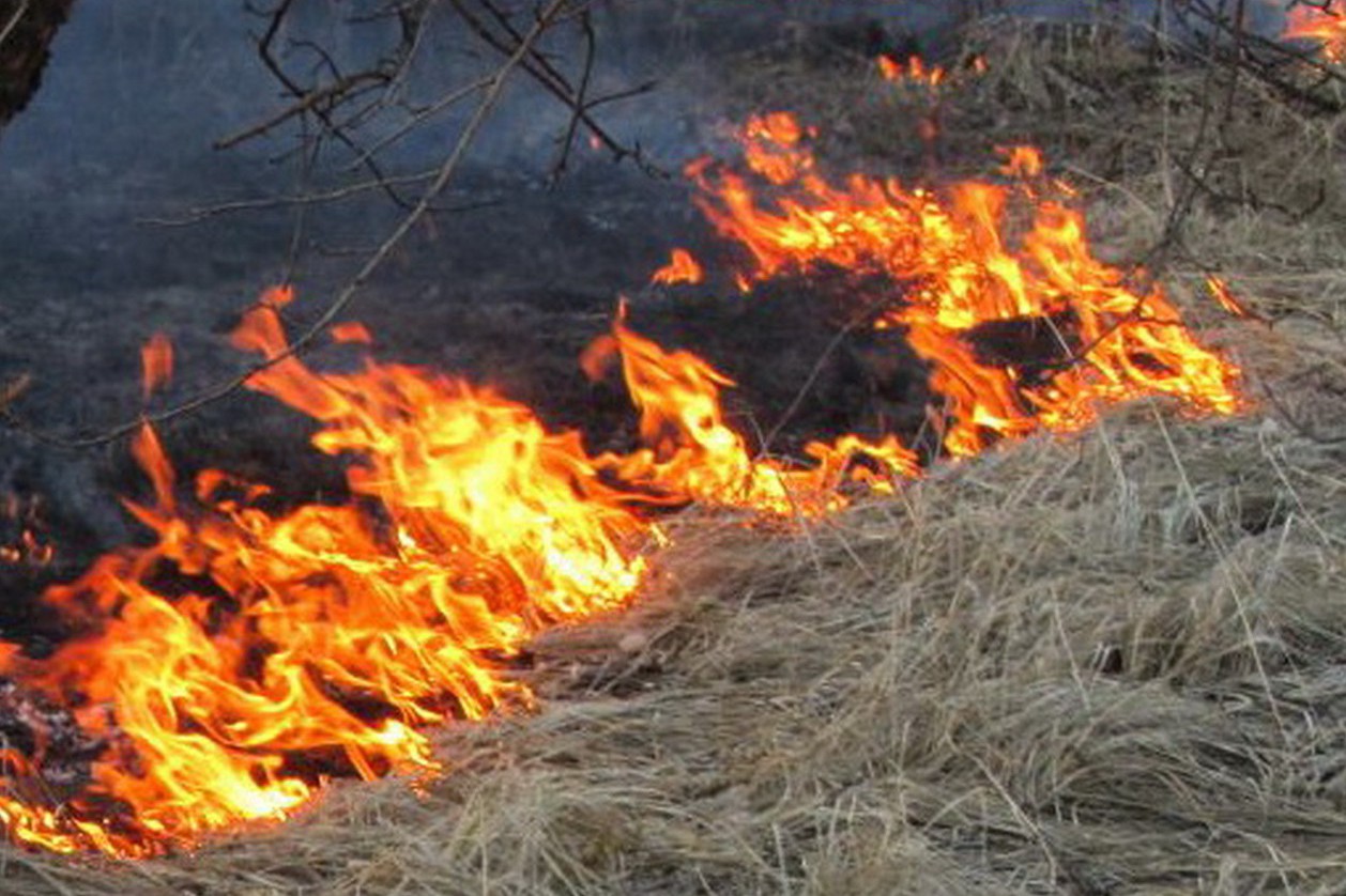 В Украине борются с сжиганием сухой травы с помощью гадалки. Фото