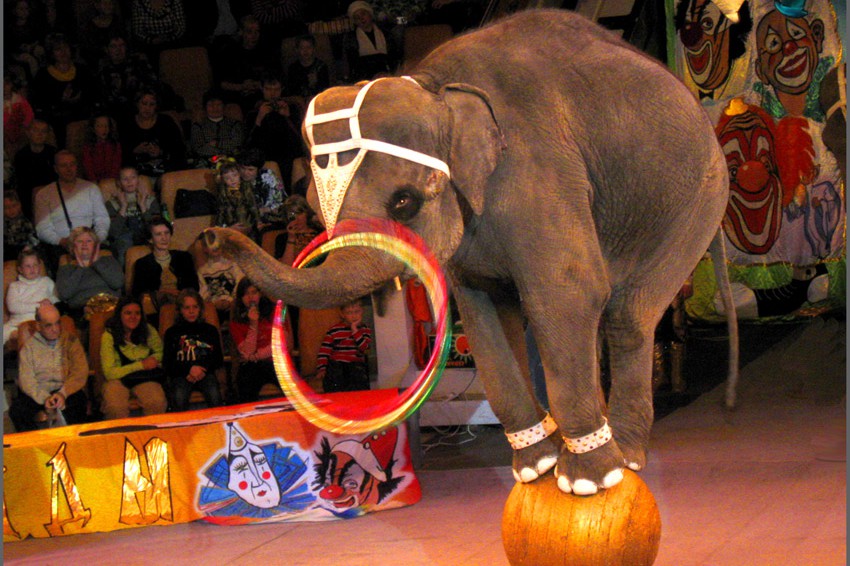 В Украине планируют запретить цирки с животными