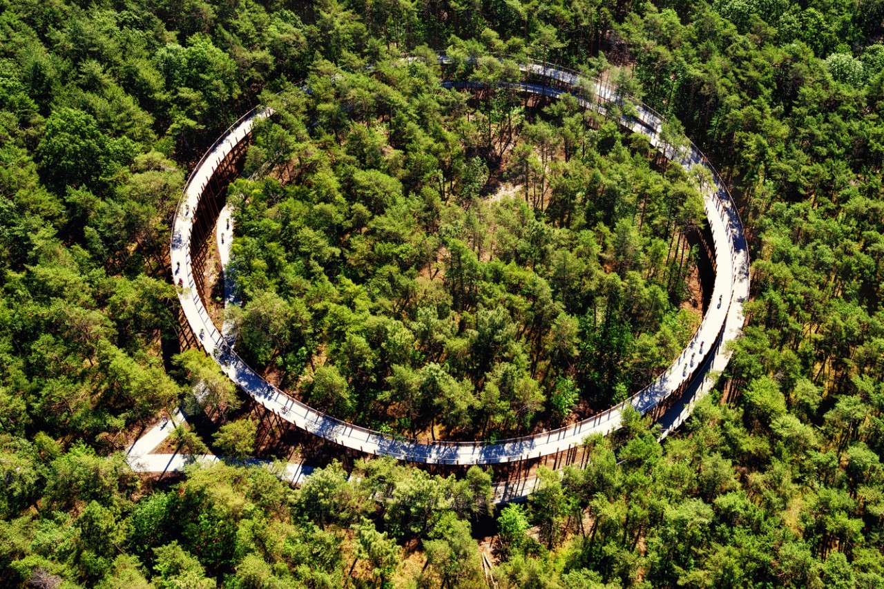 В бельгийском лесу построили велосипедную дорожку на высоте 10 метров. Фото, видео