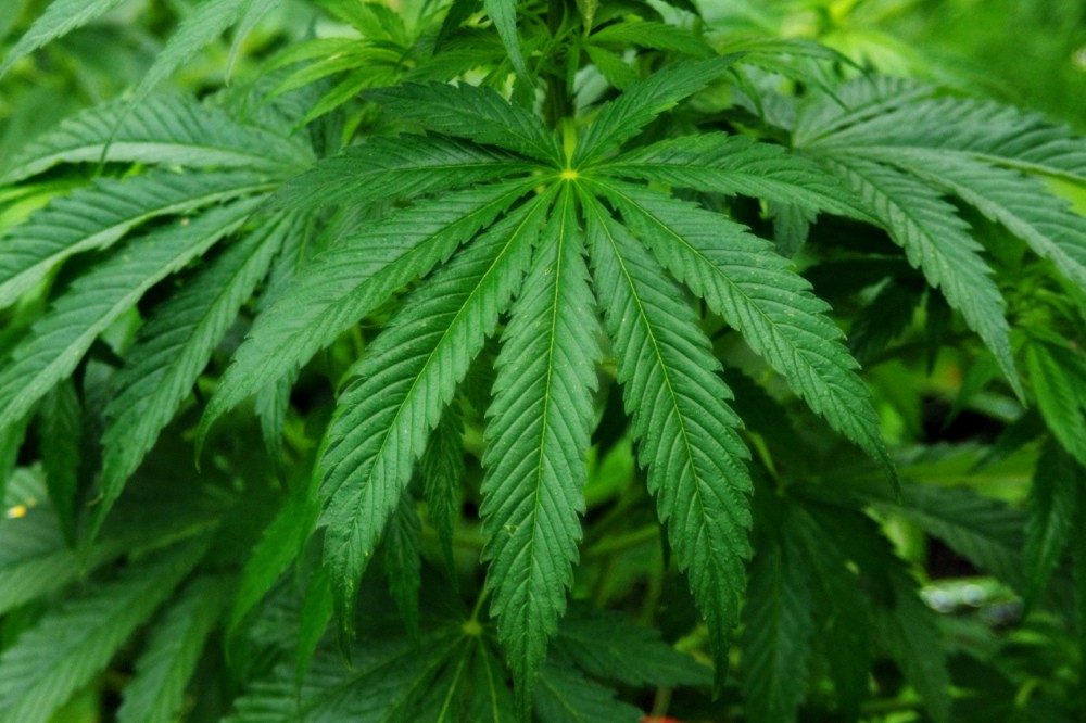 В центре Киева соберутся сторонники конопли