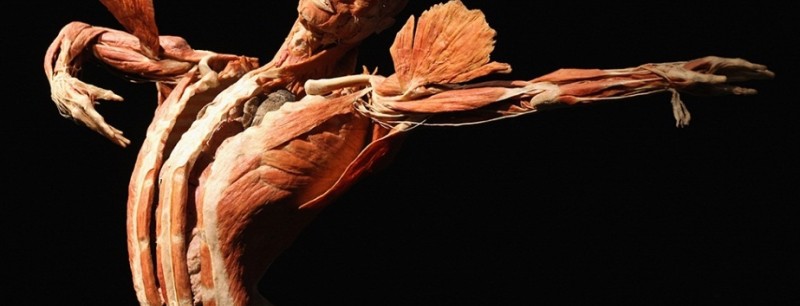 Выставку забальзамированных человеческих тел решили продлить