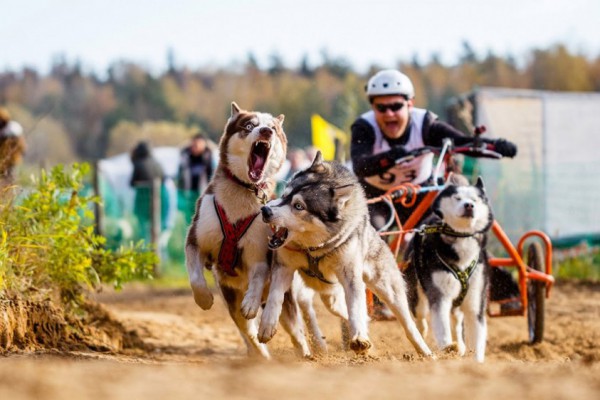 В Киеве 70 собак и их хозяев приняли участие в гонках по драйленду. Видео