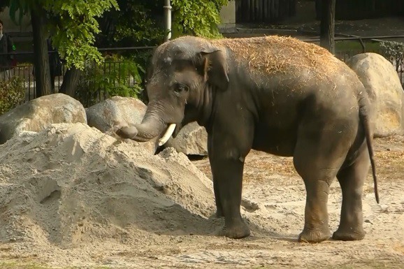 В Киевском зоопарке соорудили для слона песочницу. Видео