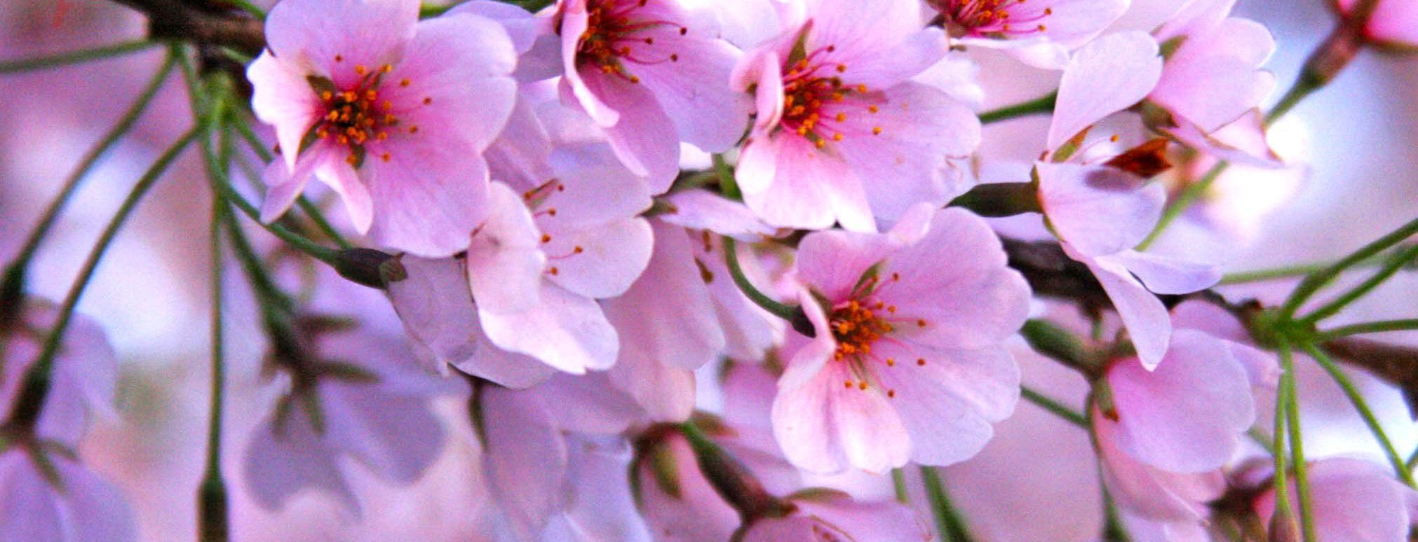 В Киеве в октябре зацвела сакура. Фото