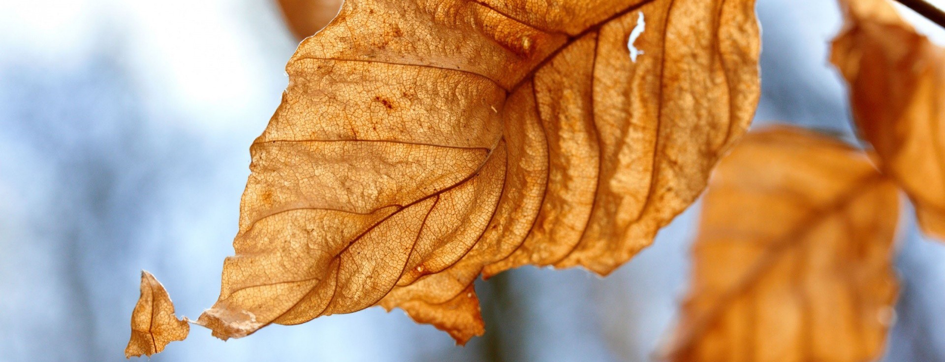 В 2020 году в Киеве начнут строить завод по переработке опавших листьев