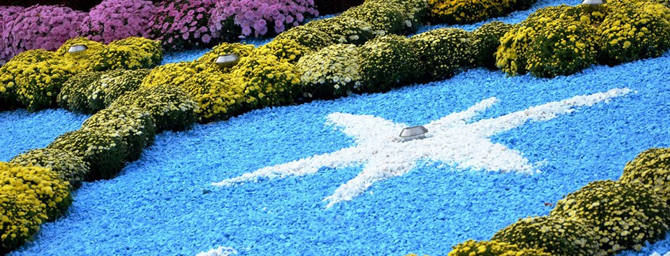 Масштабную выставку хризантем в Киеве решили продлить