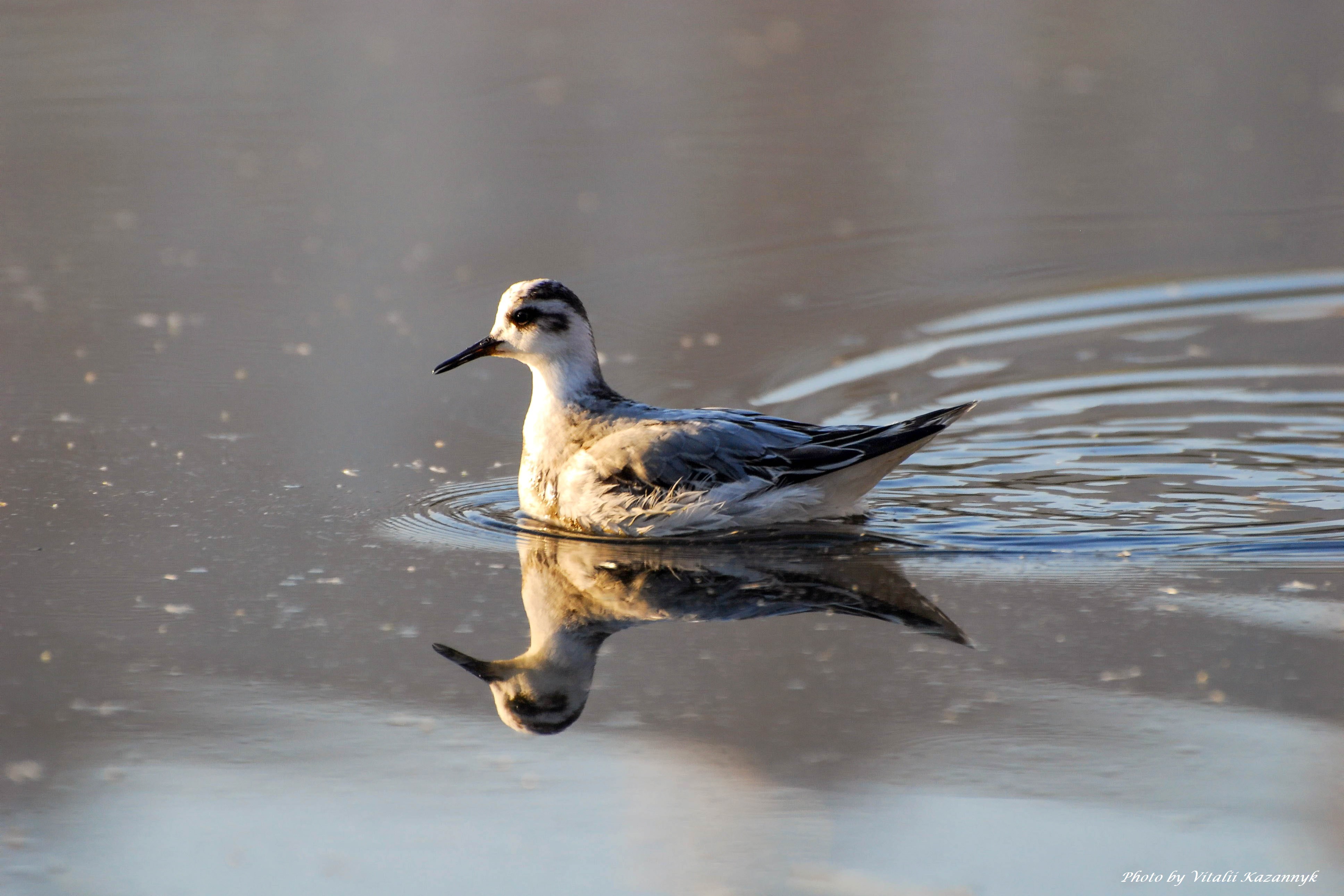 В Киеве на озере Тельбин заметили очень редкую птицу