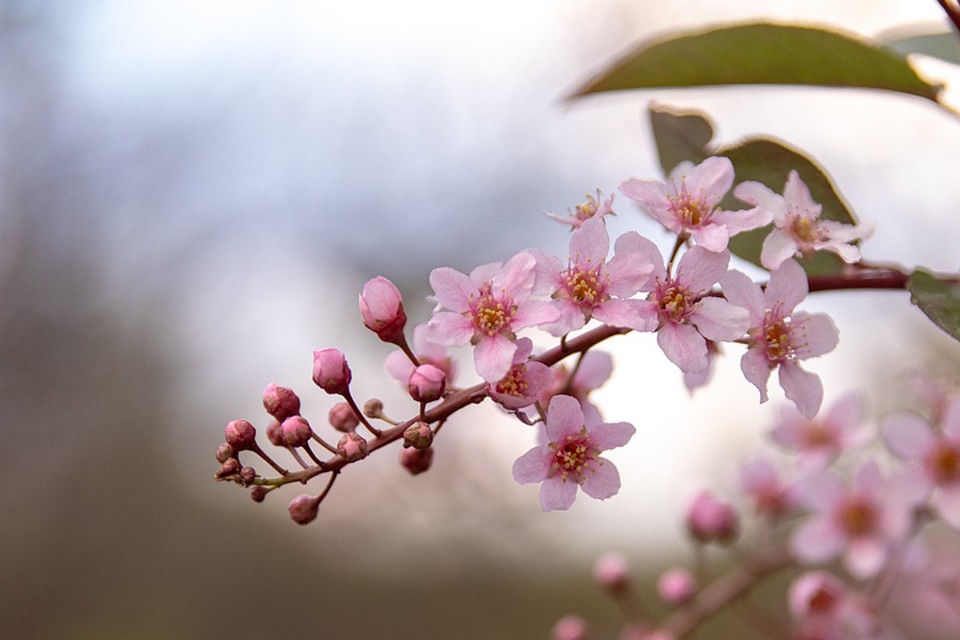 На Печерске цветет сакура. Фото