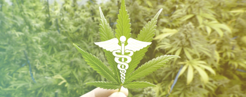 Марихуана медицинское выращивание марихуаны по дням