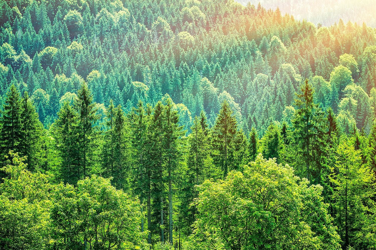 Известные блогеры хотят посадить 20 миллионов деревьев к 2020 году