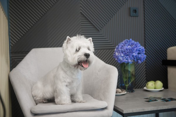 СПА, ультразвуковая чистка зубов и правильный груминг: чем удивят в новом салоне для хвостатых на Печерске