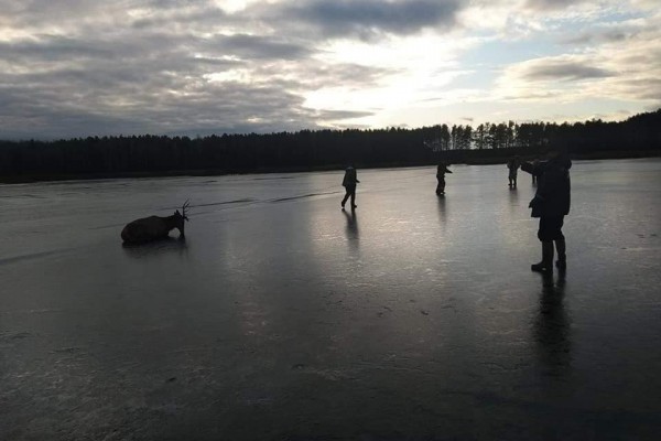 Под Киевом спасли красавца-оленя, который провалился под лед – ФОТО