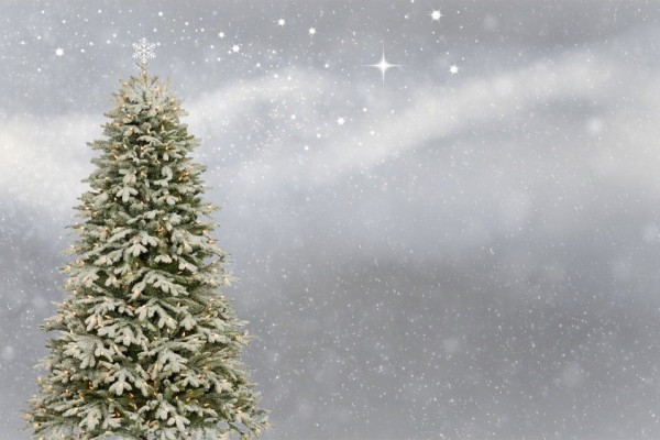 Ульяна Супрун сообщила как выбрать легальные елки