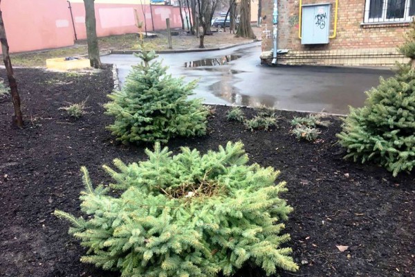В трех районах Киева неизвестные украли елки на Новый год