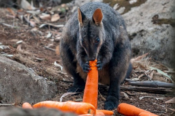 В Австралии сбросили тысячи килограмм моркови для животных, пострадавших от пожаров