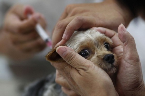 Где в Киеве можно бесплатно сделать прививку от бешенства для домашнего питомца