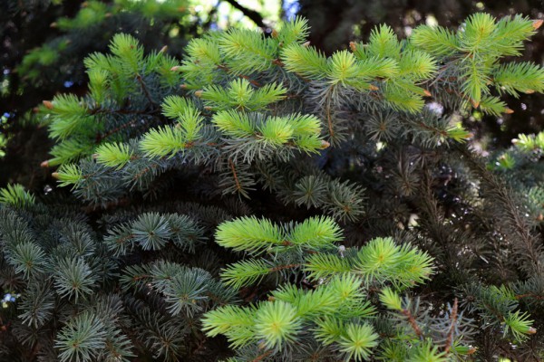 На переработку собрали рекордное количество киевских праздничных елок