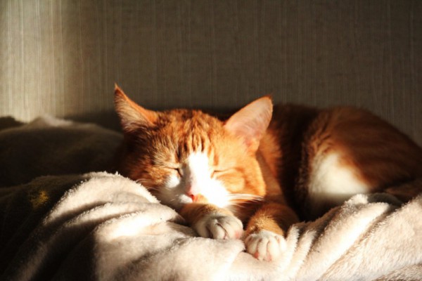 Когда в Киеве начнут отключать отопление в жилых домах: дата