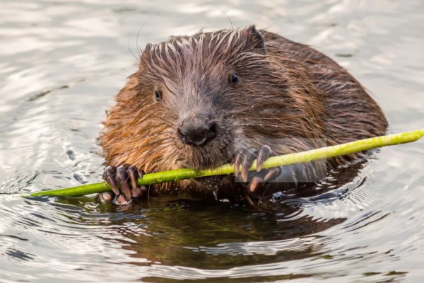 Пожар в Киеве: обгоревший бобер вышел к людям в Голосеевском парке