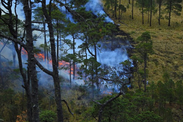 Из-за пожаров в Чернобыльской зоне и Житомирской области началась антидиверсионная операция