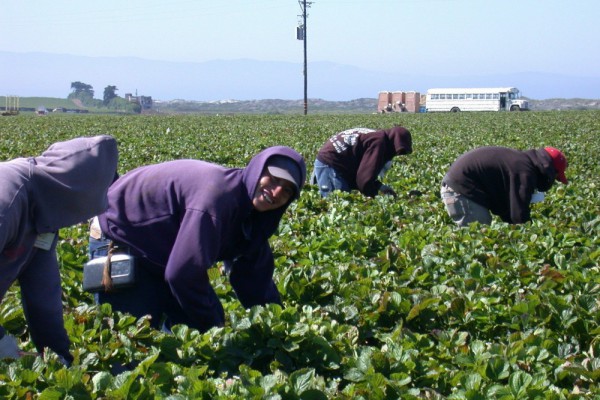 Польша организует чартерные рейсы для украинских рабочих